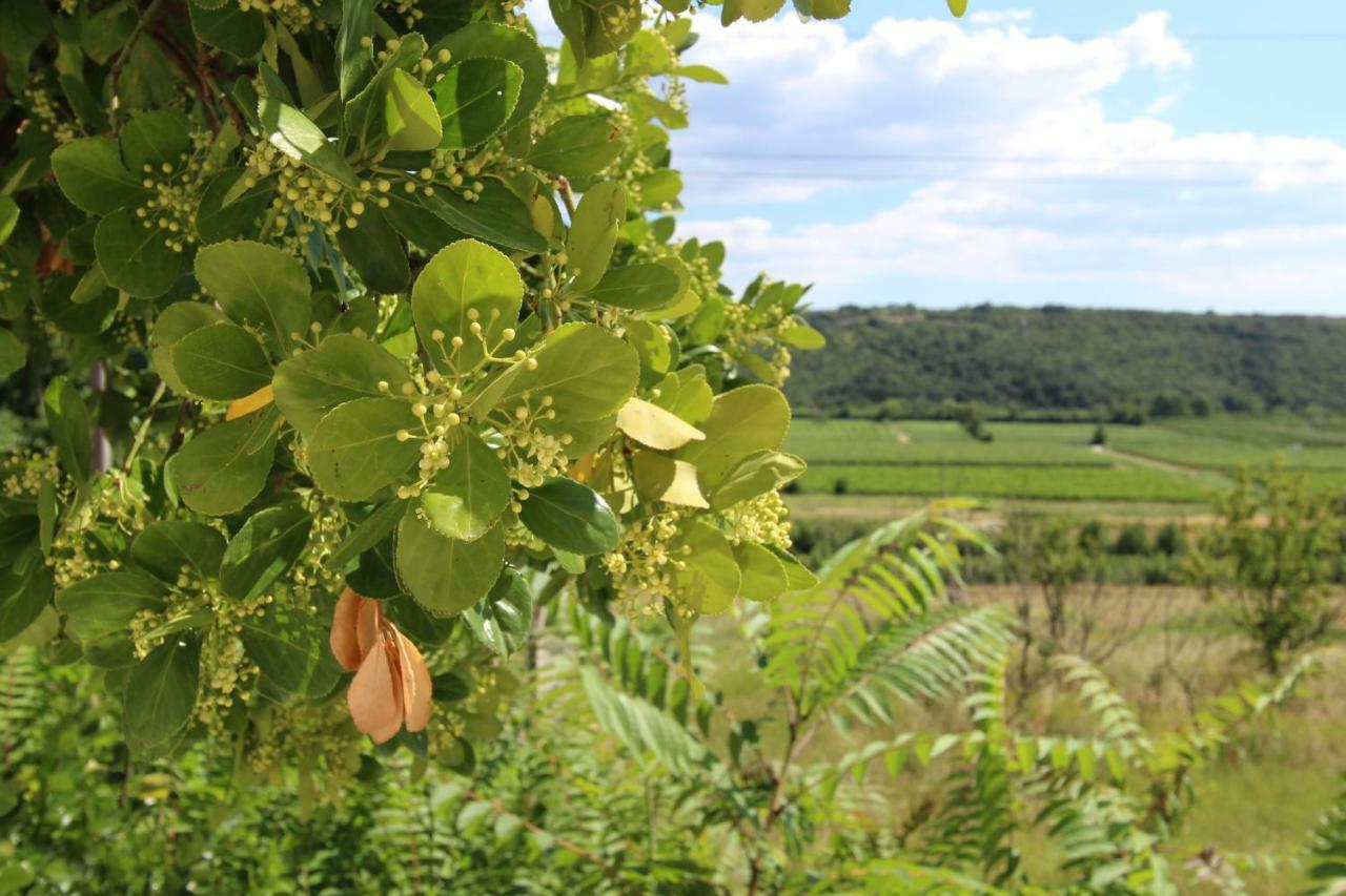 Vila Flora Secovlje Luaran gambar